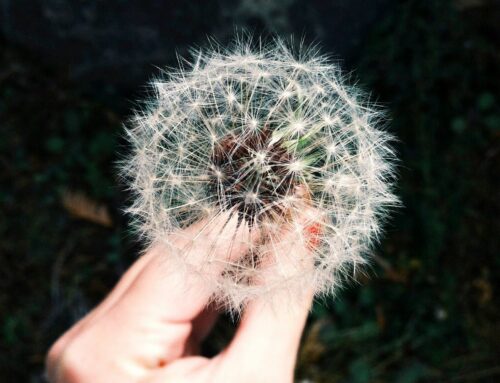 Réduire les symptômes d’allergie grâce au coaching
