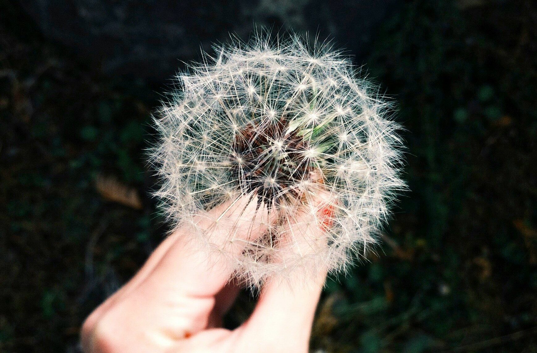 Allergie Pollen Coach Sante
